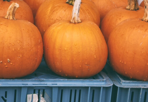Pumpkins Stand