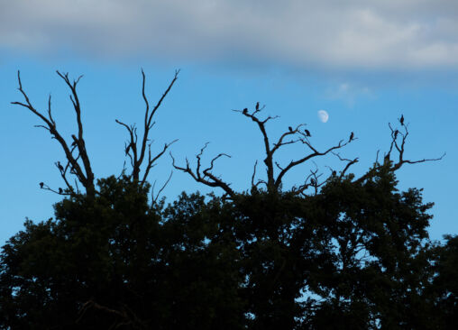 Silhouettes Of Cormorants Nesting In The Trees