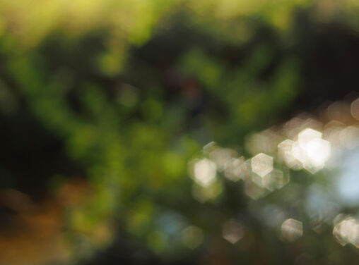 Photography Bokeh