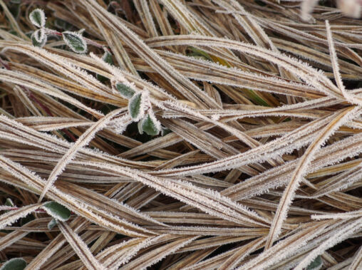 Frozen Grass
