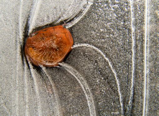 Stone Frozen In Ice