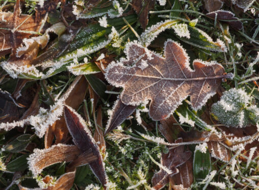 Frozen Leaves And Grass