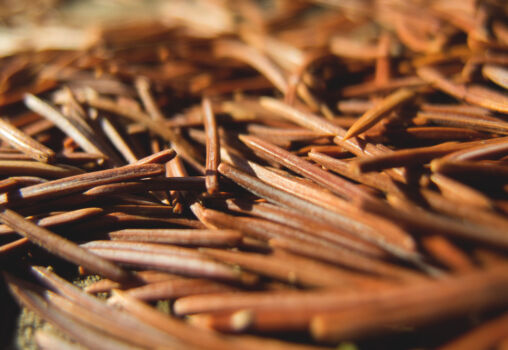Pine Needles On The Ground