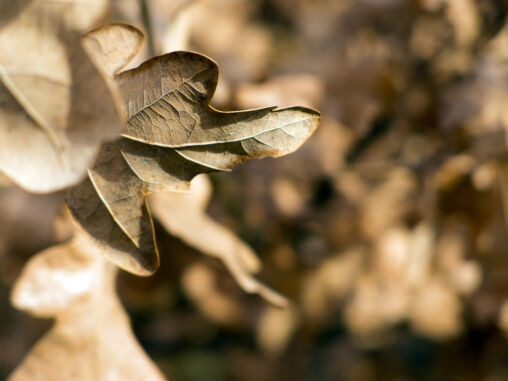 Beautiful Dead Leaf