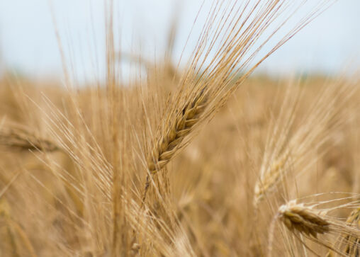 Dry Field Before Harvest