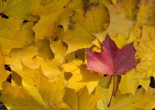 Red Leaf Between Yellow Leaves In Fall