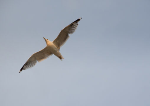 Flying Seagull