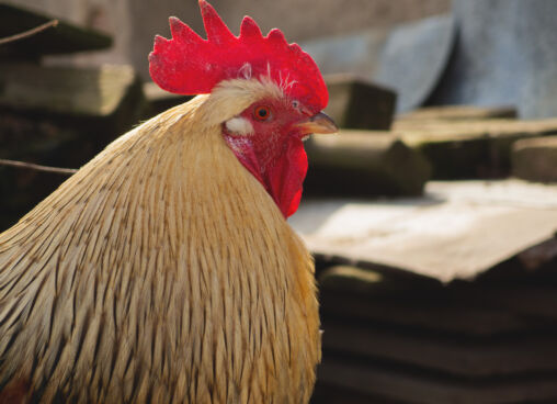 Rooster