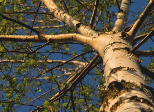 Branches of birch tree