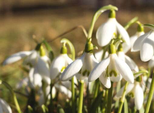 Snowdrop Flowers