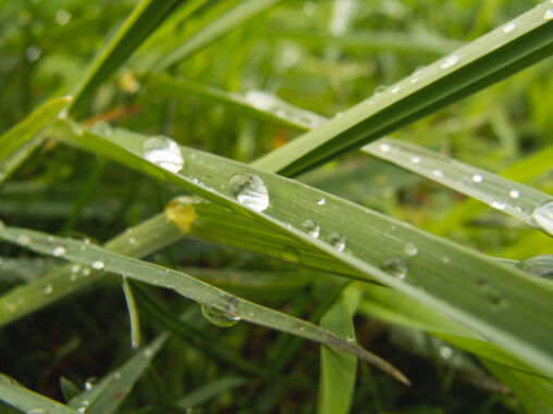 Water Drops On The Grass