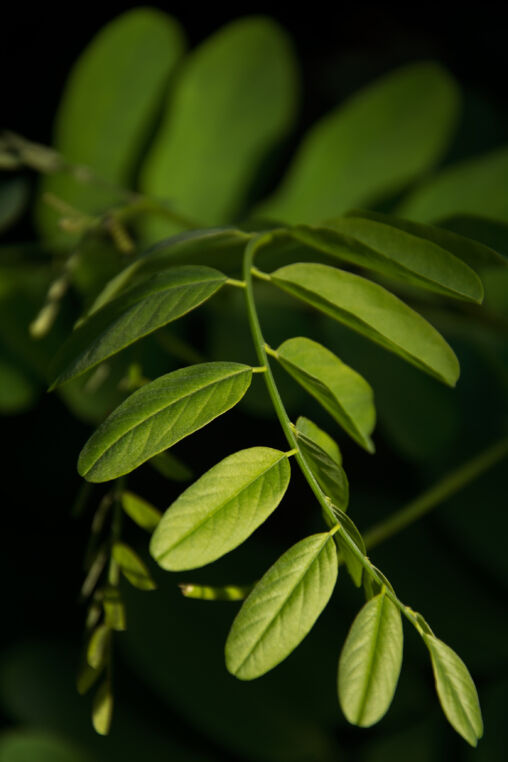 Art of the Nature – Green leaves