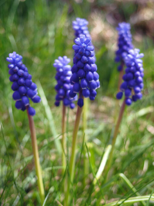 Muscari neglectum plant