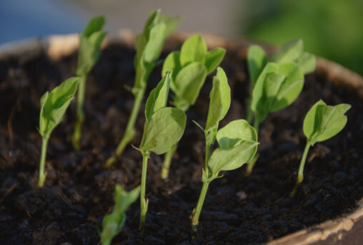Young seedlings of plants