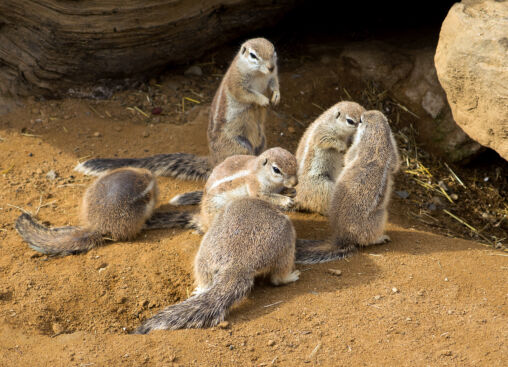 Cape ground squirrel