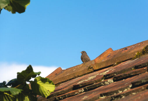 Bird on the roof