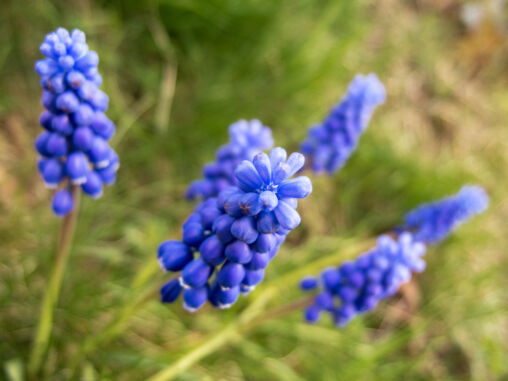 Grape Hyacinth
