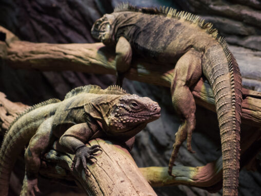 Iguanas