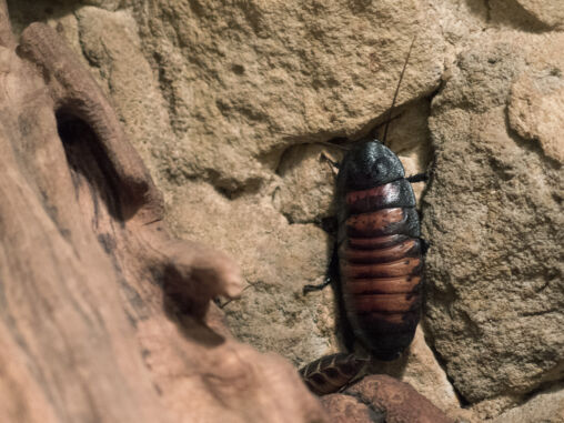 Madagascar Hissing Cockroach