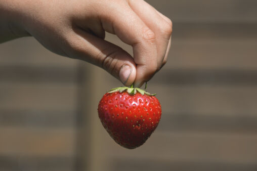 Red strawberry in hand