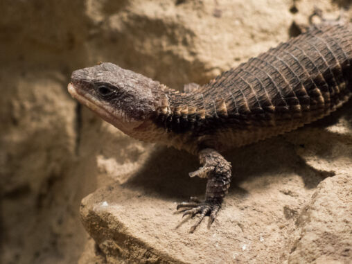 Tropical girdled lizard