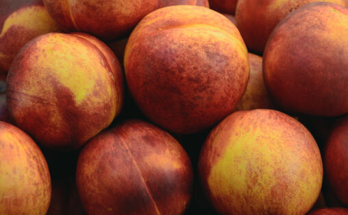 Group of Peaches