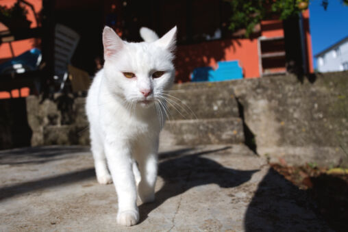 White Cat
