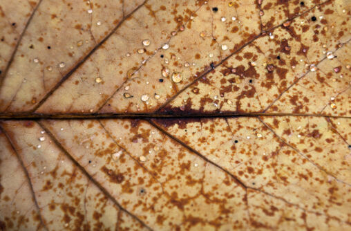 Autumn Leaf Close Up