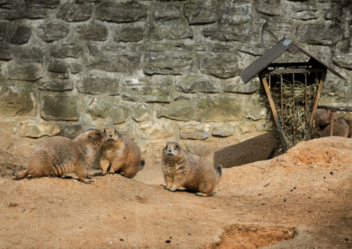 Black-tailed prairie dog