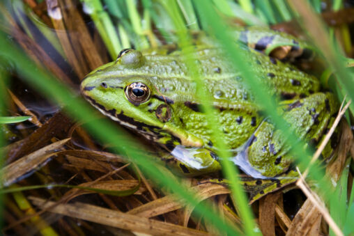 Edible frog