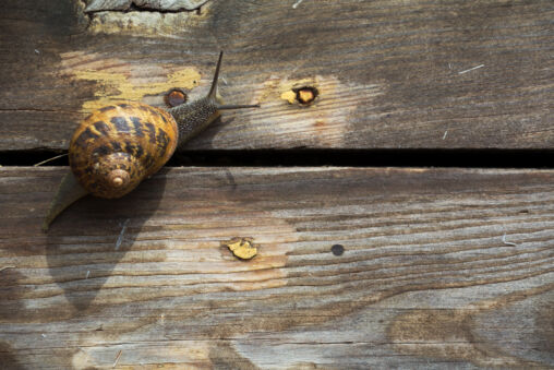 Snail on the wood