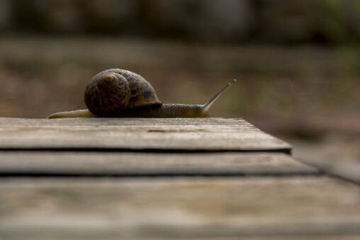 Snail on Wooden Table