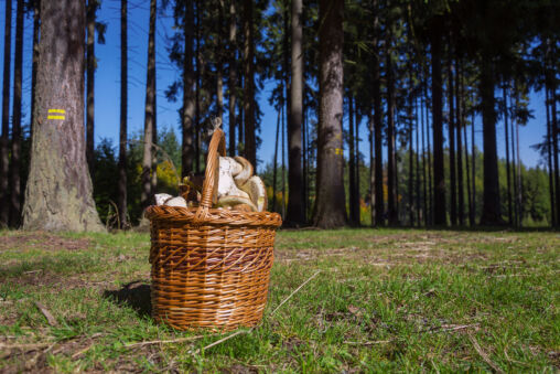 Basket Full of Mushrooms