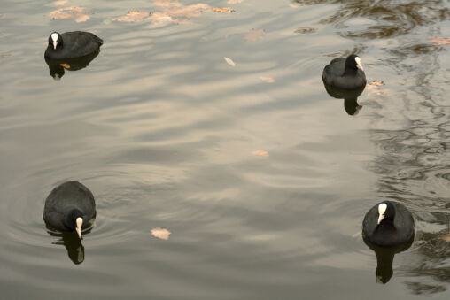 Eurasian coots