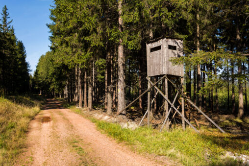 Tree Stand in the Woods