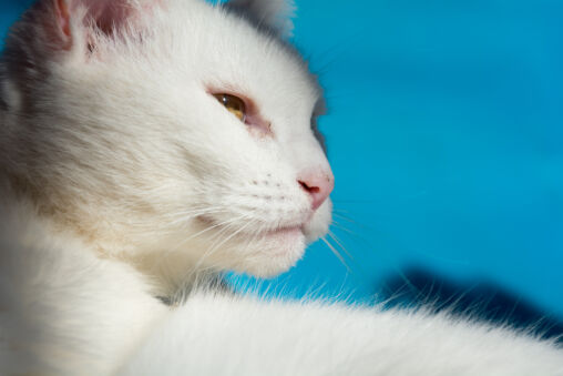 White Cat