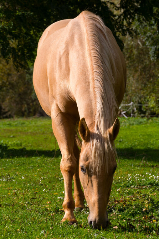 Buckskin horse