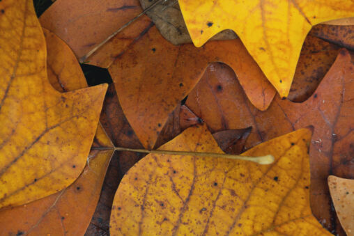 Autumn Leaves Background