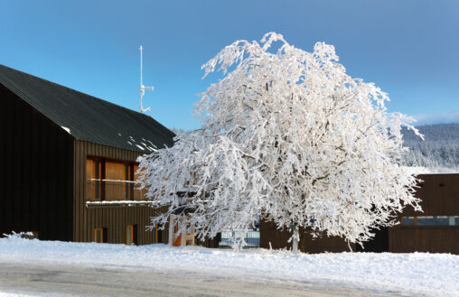 Frozen Tree and House