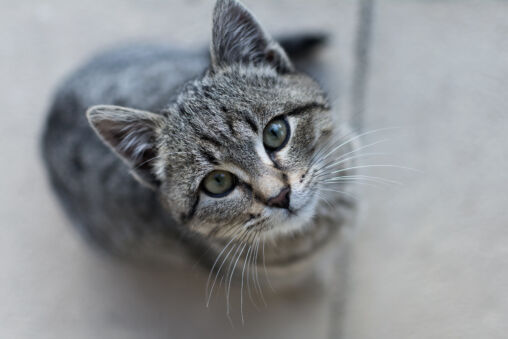 Gray kitten looks up at a camera