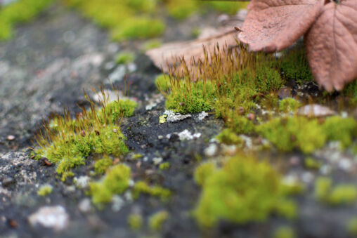 Moss Macro Photography