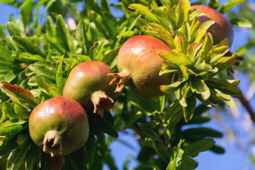 Pomegranate Fruit Growing on a Tree