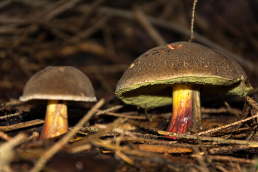 Two Edible Mushrooms Close Up