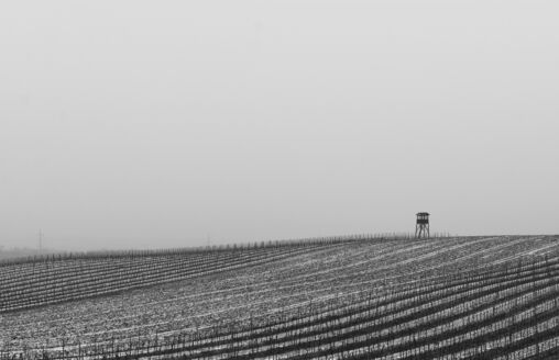 Winter Vineyard