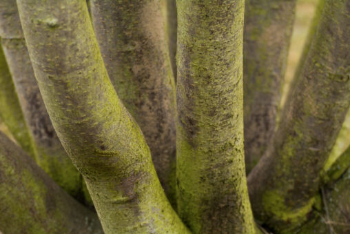Trees