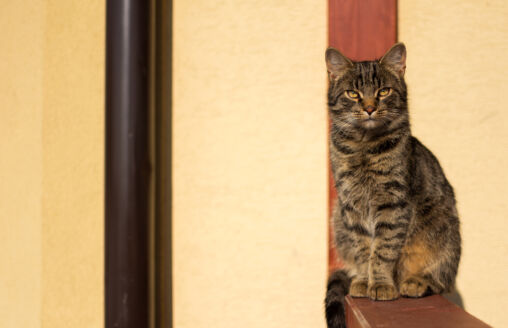 Tabby Cat
