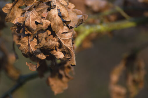 Dry oak leaves