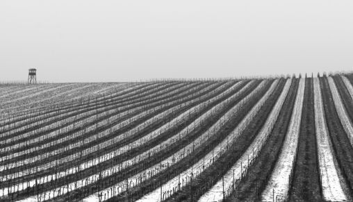 Vineyard Covered With Snow