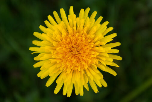 Dandelion