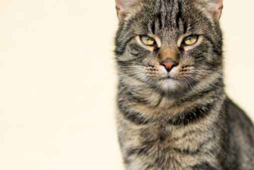 Wise Cat Portrait